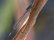 Pseudagrion deningi, Botswana--2